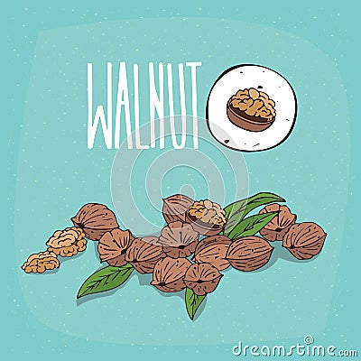 Set of plant Walnut nuts herb Vector Illustration