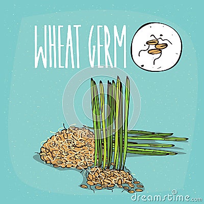 Set of plant Wheat germ grains herb Vector Illustration