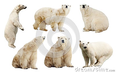 Set of polar bears. Isolated over white Stock Photo