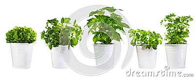 Set of potted green plants Stock Photo