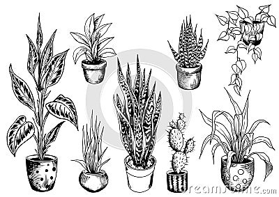 Set of potted house plants. Vector Illustration