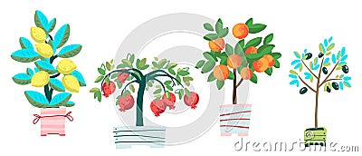 Set of potted plants: pomegranate, olive tree, tangerine and lemon. Cartoon vector illustration Vector Illustration