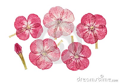 Set of pressed and dried flowers pink phlox, Stock Photo