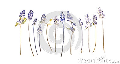 Set of pressed dried lavender flowers Stock Photo