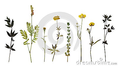 Set of pressed plants Stock Photo