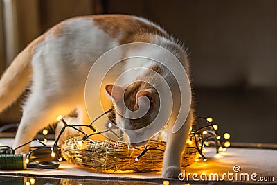 Set of professional florist tools: pruner, sciccors, spool of thread and wire, straw wreath base. Making Xmas wreath. Stock Photo