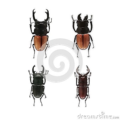 Set of Prosopocoilus inclinatus beetles isolated on white background Stock Photo