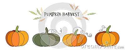 Set of pumpkins. Vector illustration of autumn ripe cozy squash. Thanksgiving day background. Hygge time. Halloween party kitchen Vector Illustration