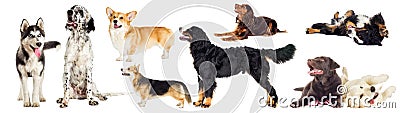 Set of purebred dogs Stock Photo