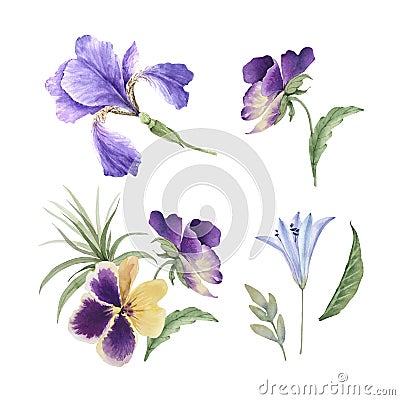 Set of purple garden flowers and plants closeup Cartoon Illustration