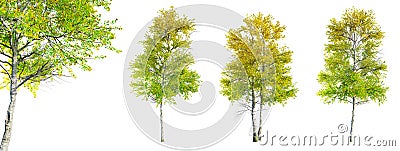 Set of Quaking Aspen - Populus tremuloides tree isolated on white background and selective focus close-up. 3D render. Cartoon Illustration