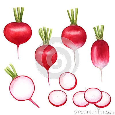 Set radishes, vegetables painted with watercolors on white background. Radish with leaves, half a radish. Vector Illustration