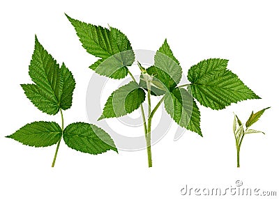 set of raspberry twig shoot branches with developing green leaves Stock Photo