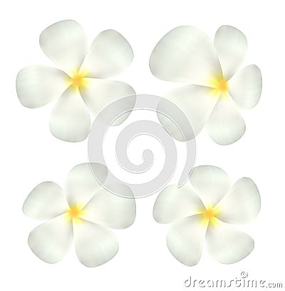 Set of real white plumeria flower vector Vector Illustration