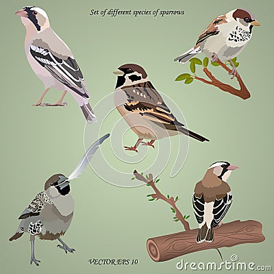 Set of realistic different species of sparrows on branches Vector Illustration