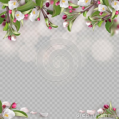 Set of realistic flowering branches, apple tree Vector Illustration