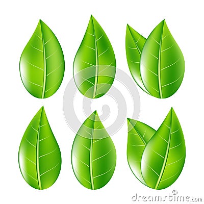 Set of Realistic Green Leaves Collection. Vector Illustration Vector Illustration