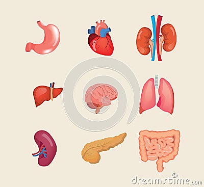 Set realistic human organs. Anatomy body, biology, structure internal organs. Vector Illustration