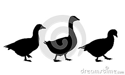Set of realistic illustrations of geese and ducks, isolat Vector Illustration