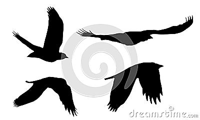 Set of realistic illustrations of silhouettes of flying birds of prey isolated Vector Illustration