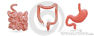 Set of realistic organs of gastrointestinal tract. Human digestive system Vector Illustration