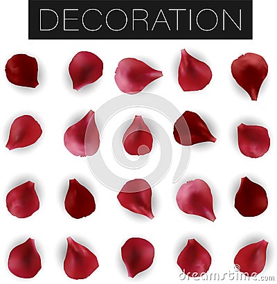 Set of realistic red flower petals isolated on white background, leaf floral Vector Illustration