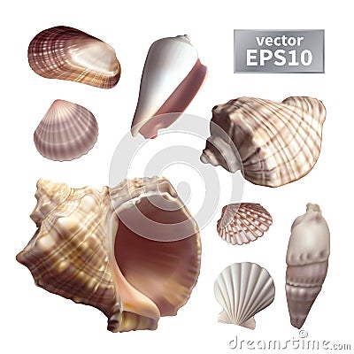 Set of realistic seashells Vector Illustration