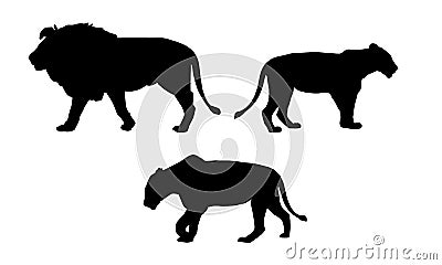 Set realistic silhouettes of one lion and two lionesses, animals in the wild, isolated on white background, vector Vector Illustration