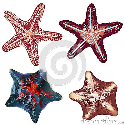 Set of realistic starfishes for design Stock Photo