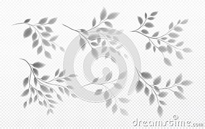 Set of Realistic transparent shadow of a tree branch with leaves isolated on a transparent background. Vector Vector Illustration