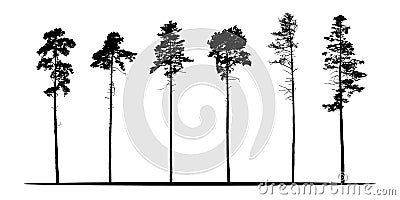 Set of realistic vector silhouettes of coniferous trees - isolated Vector Illustration