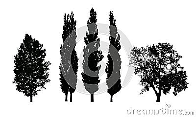 Set of realistic vector silhouettes of deciduous trees Vector Illustration