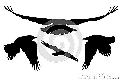 Set of realistic vector silhouettes of flying birds Vector Illustration