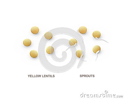 Set of realistic yellow lentils and sprouts for healthy eating. Vector illustration. Vector Illustration