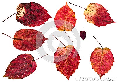 set of red autumn leaves of alder tree isolated Stock Photo