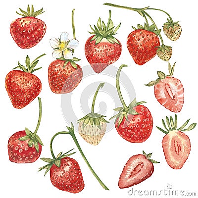 Set of Red berry strawberry isolated on white background. Hand drawn watercolor painting illustration of berries. Cartoon Illustration