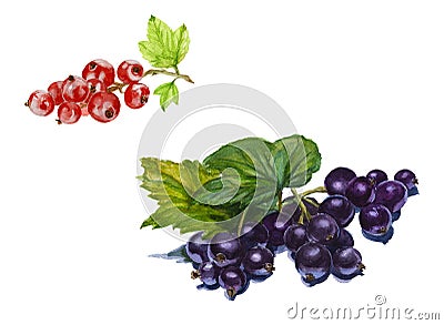 Set of red and black currant isolated. Watercolor Stock Photo