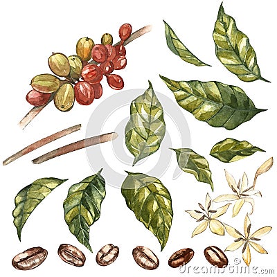 Set of Red coffee arabica beans on branch with flowers isolated, watercolor illustration. Cartoon Illustration