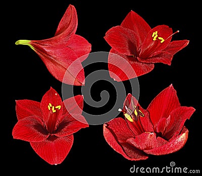 Set red Gippeastrum. Flowers on a black isolated background with clipping path. Closeup. no shadows. For design. Stock Photo