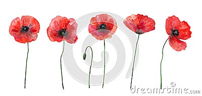 Set of red poppies. Colorful flowers. Watercolor hand drawn illustration isolated on white background. Cartoon Illustration