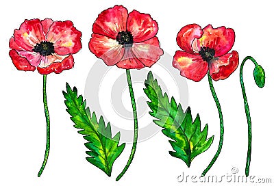 Set of red poppies. Colorful flowers. Watercolor hand drawn illustration isolated on white background Cartoon Illustration