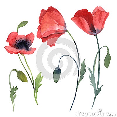 Set of red poppy flowers, leaves isolated on white background Cartoon Illustration