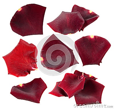 Set of red rose petals isolated on white Stock Photo