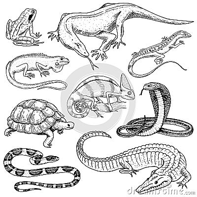 Set of reptiles and amphibians. Wild Crocodile, alligator and snakes, monitor lizard, chameleon and turtle. Pet and Vector Illustration