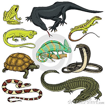 Set of reptiles and amphibians. Wild Crocodile, alligator and snakes, monitor lizard, chameleon and turtle. Pet and Vector Illustration