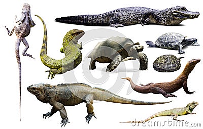 Set of reptiles isolated Stock Photo