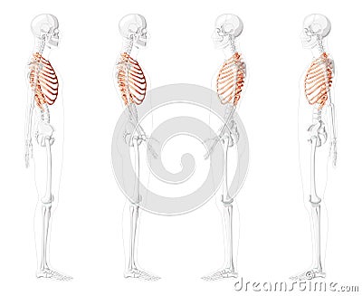 Set of Rib cages Skeleton Human side lateral view with partly transparent skeleton position. Anatomically realistic Vector Illustration