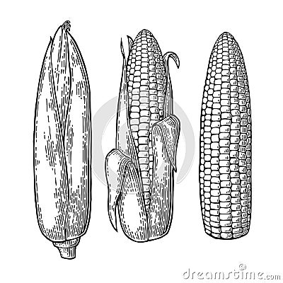 Set ripe cob of corn from the closed to the cleaned. Vector Illustration