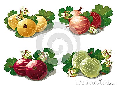 Set of ripe gooseberries Vector Illustration