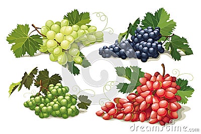 Set of ripe grapes Vector Illustration